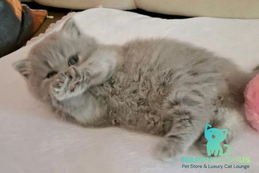 Regina British Longhair female blue - live animals