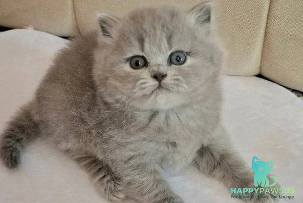 Regina British Longhair female blue - live animals