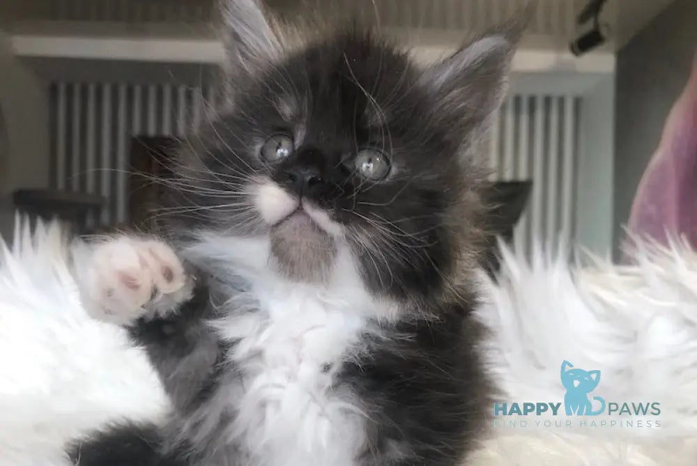 Regina Maine Coon female black silver with white live animals