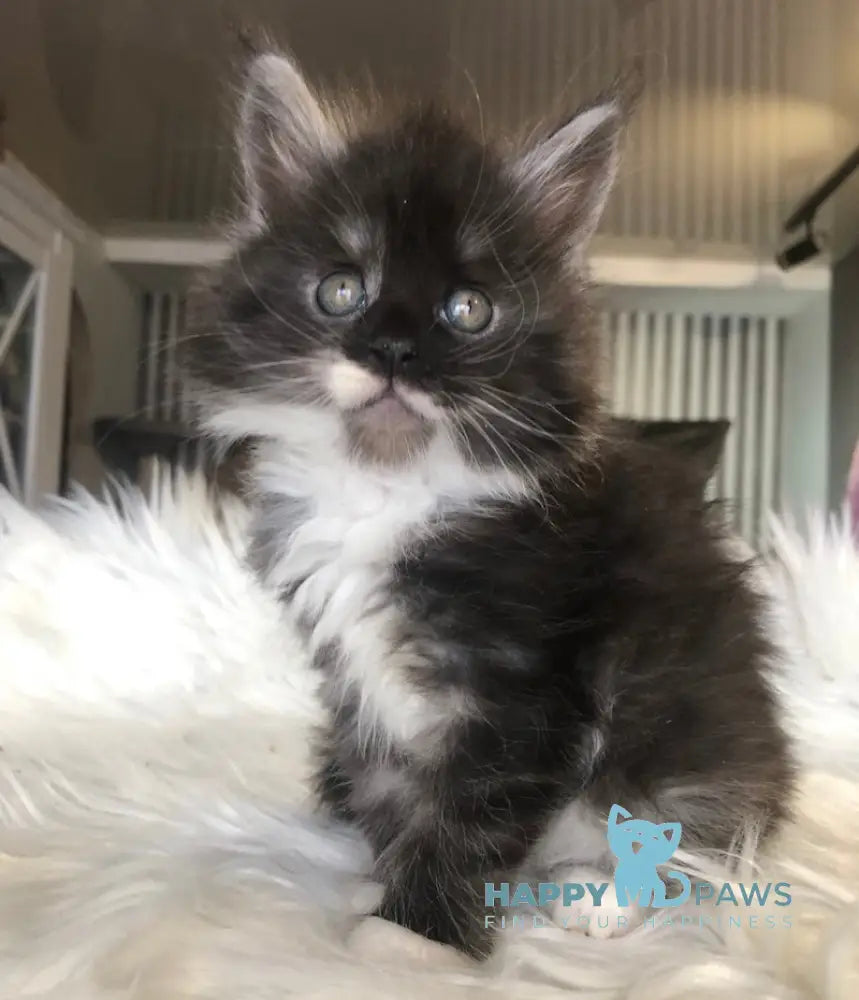 Regina Maine Coon female black silver with white live animals