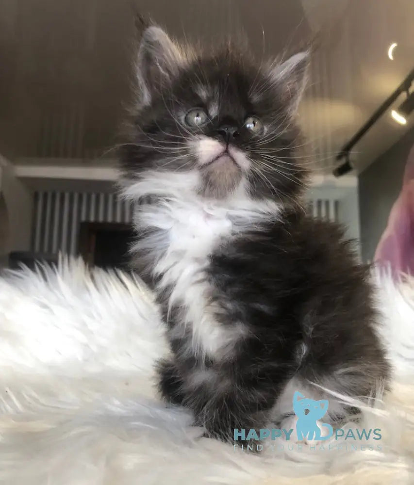 Regina Maine Coon female black silver with white live animals