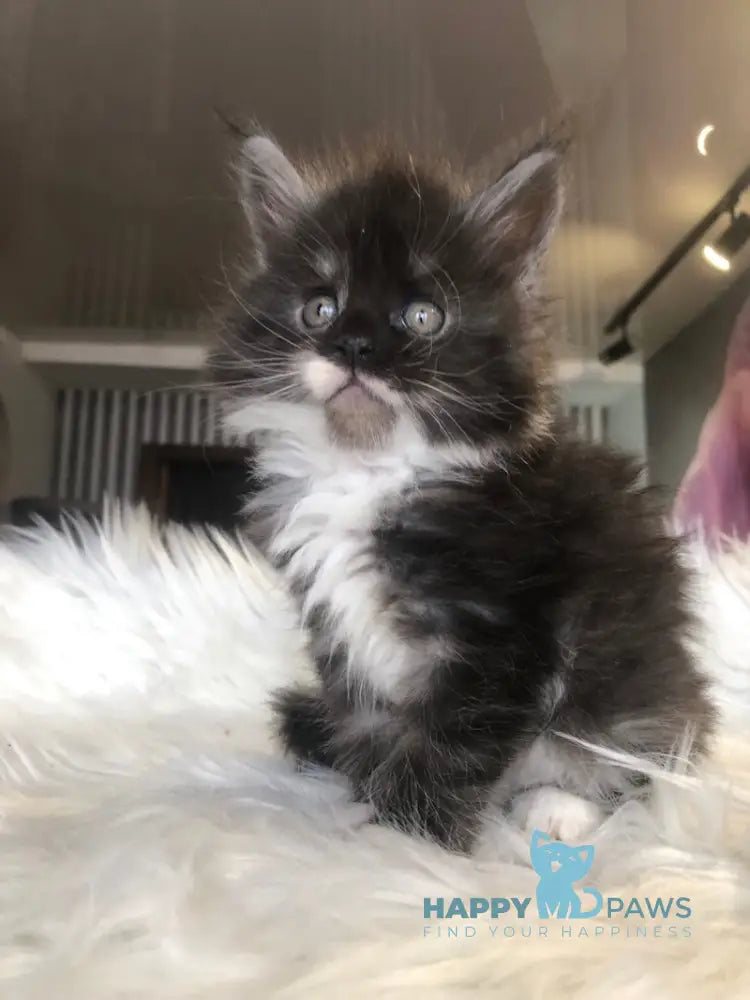 Regina Maine Coon female black silver with white live animals