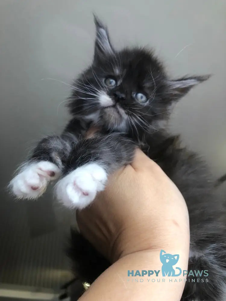 Regina Maine Coon female black silver with white live animals