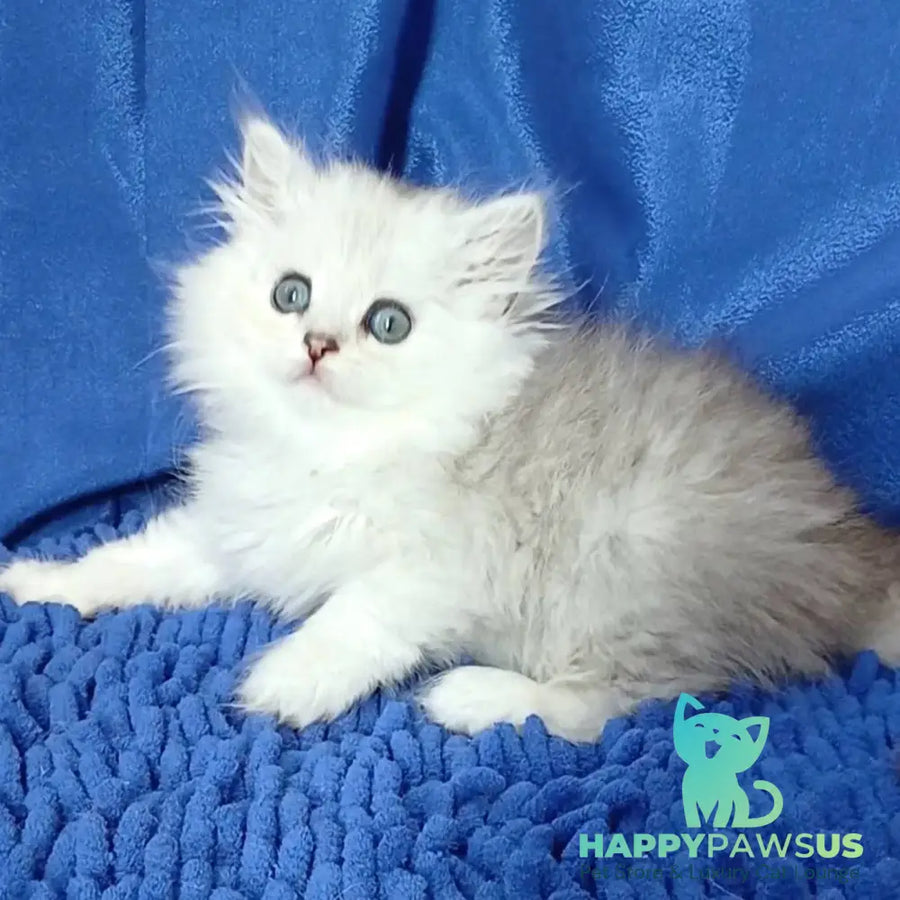 Regina Persian female black silver shaded - live animals