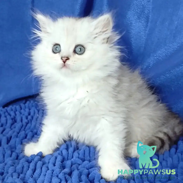 Regina Persian female black silver shaded - live animals