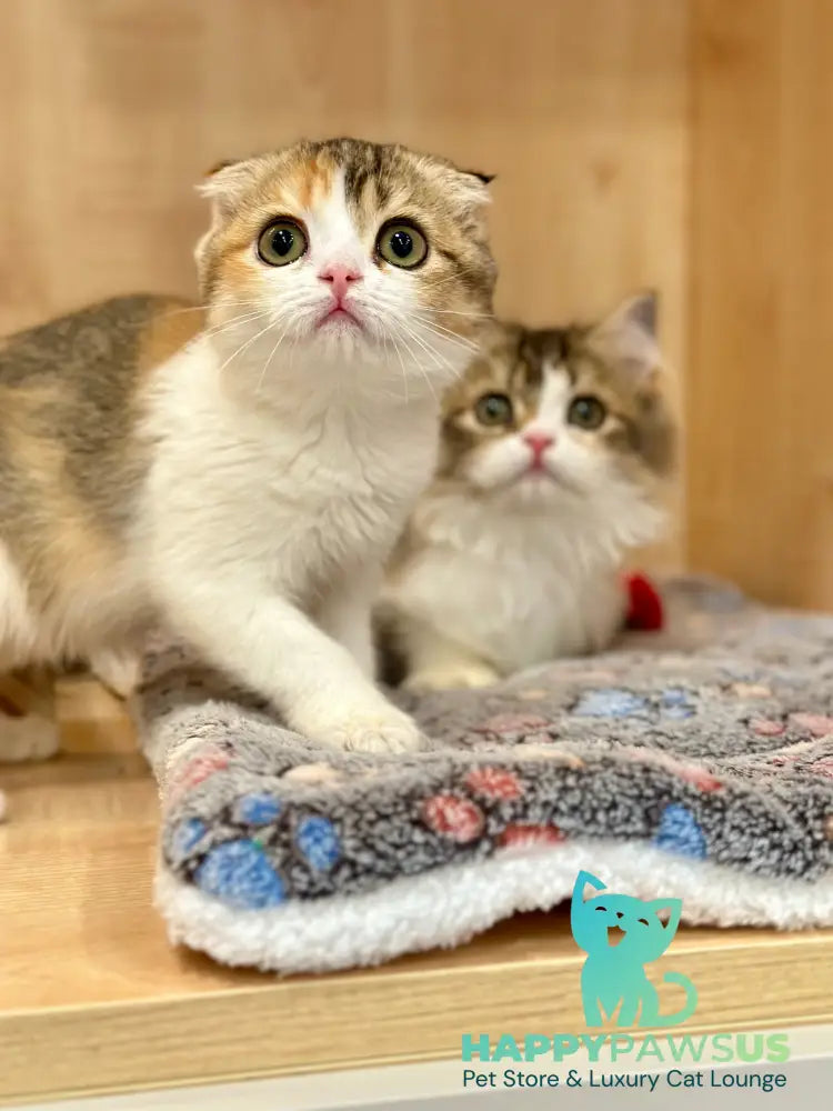 Regina Scottish Fold female black tortie ticked tabby bicolour - live animals