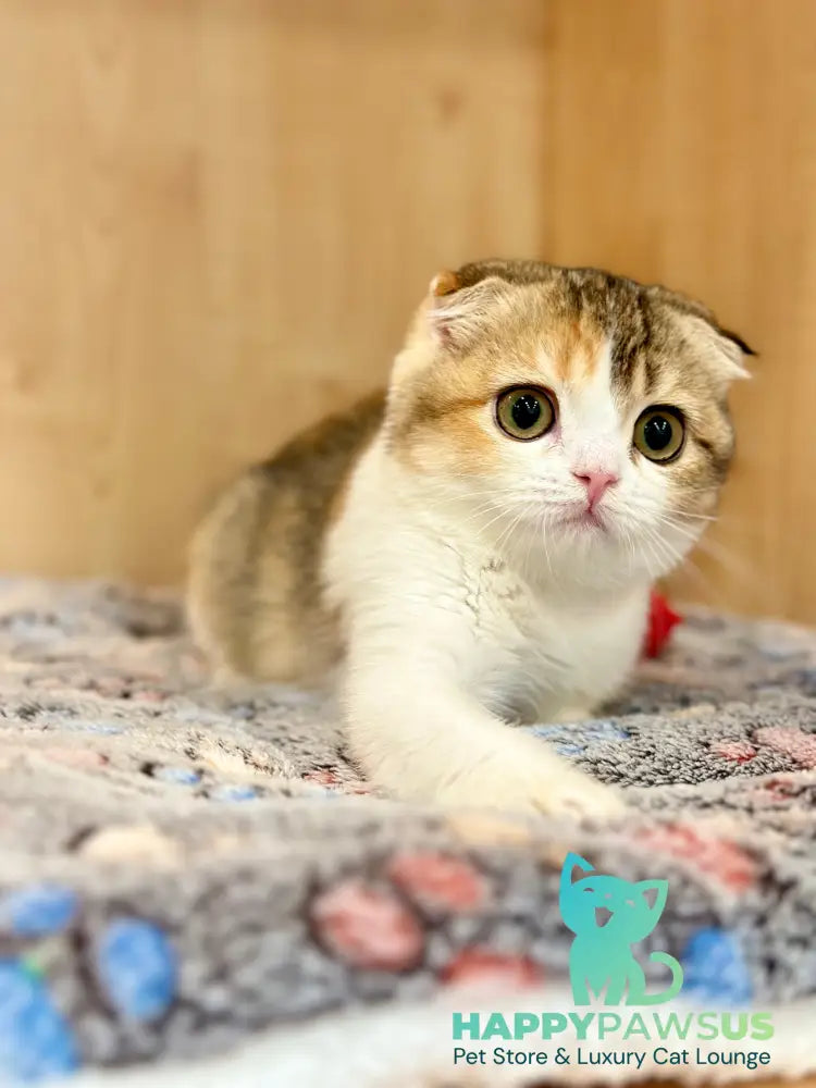 Regina Scottish Fold female black tortie ticked tabby bicolour - live animals