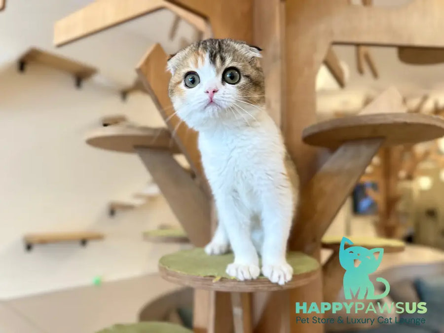 Regina Scottish Fold female black tortie ticked tabby bicolour - live animals