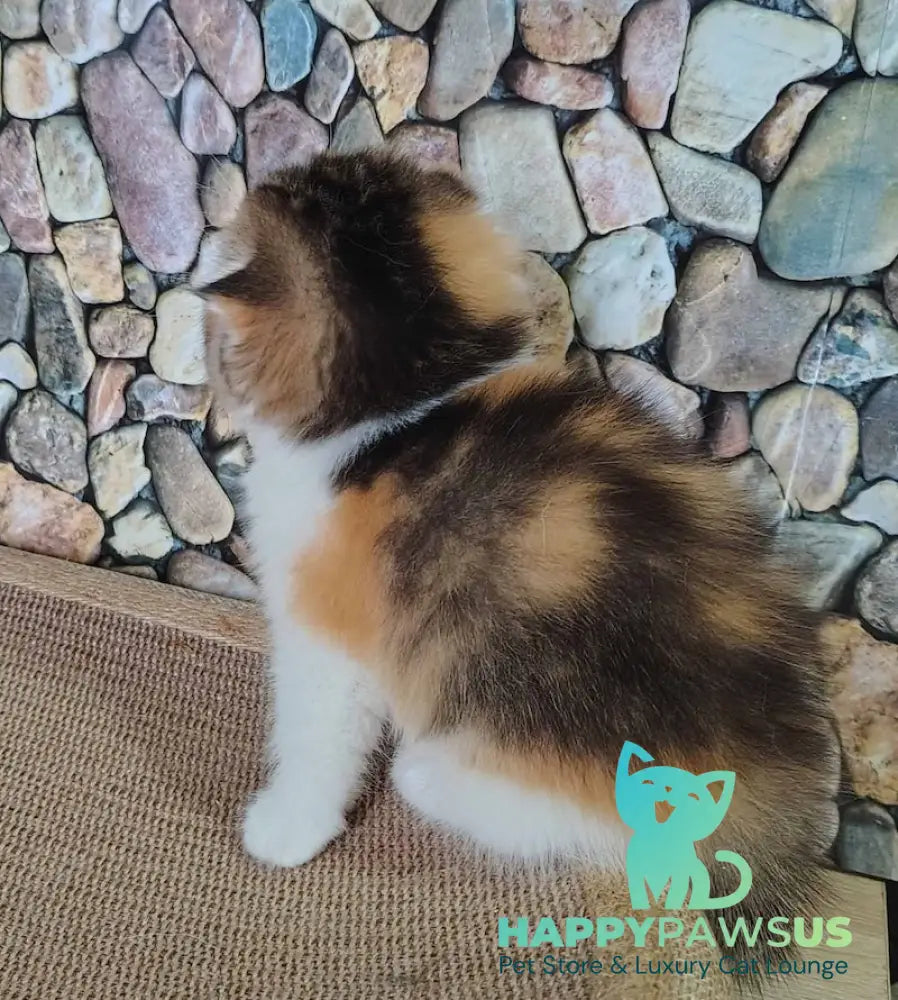 Regina Scottish Fold female black tortie ticked tabby bicolour - live animals