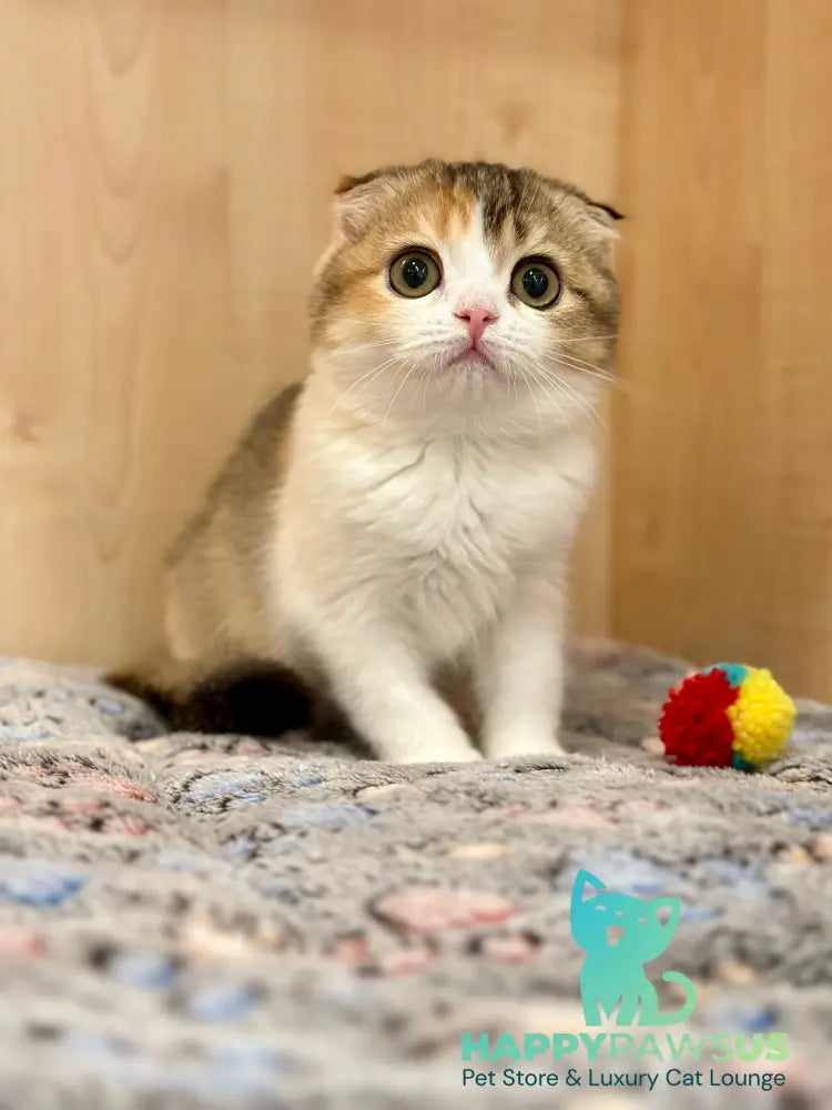 Regina Scottish Fold female black tortie ticked tabby bicolour - live animals