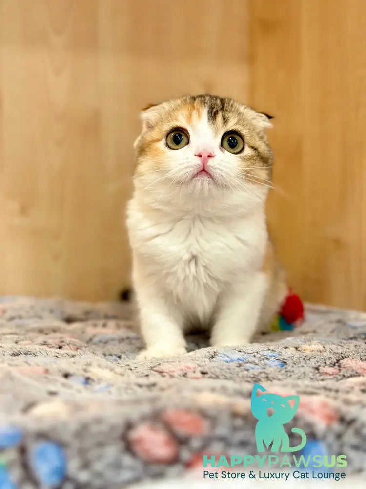 Regina Scottish Fold female black tortie ticked tabby bicolour - live animals