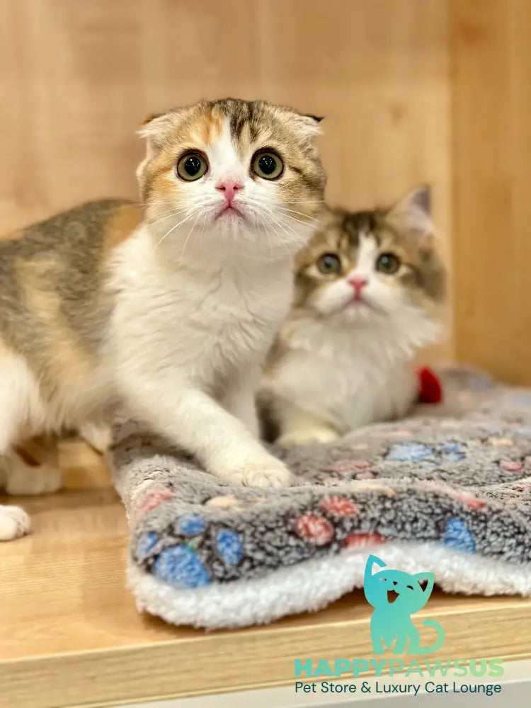 Regina Scottish Fold female black tortie ticked tabby bicolour - live animals