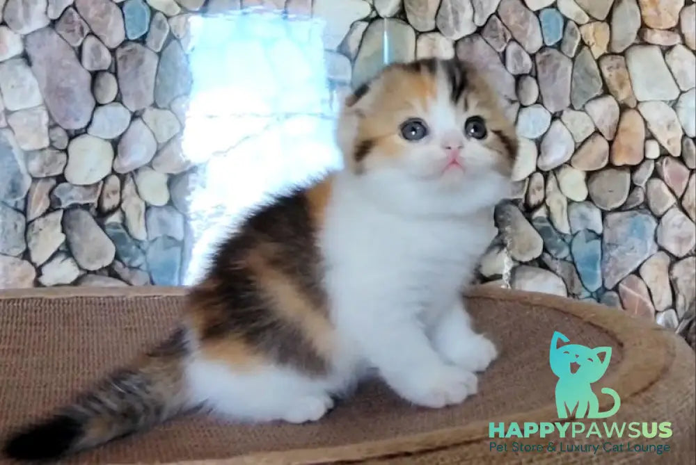 Regina Scottish Fold female black tortie ticked tabby bicolour - live animals