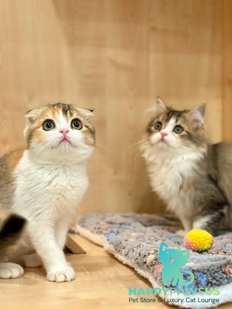 Regina Scottish Fold female black tortie ticked tabby bicolour - live animals