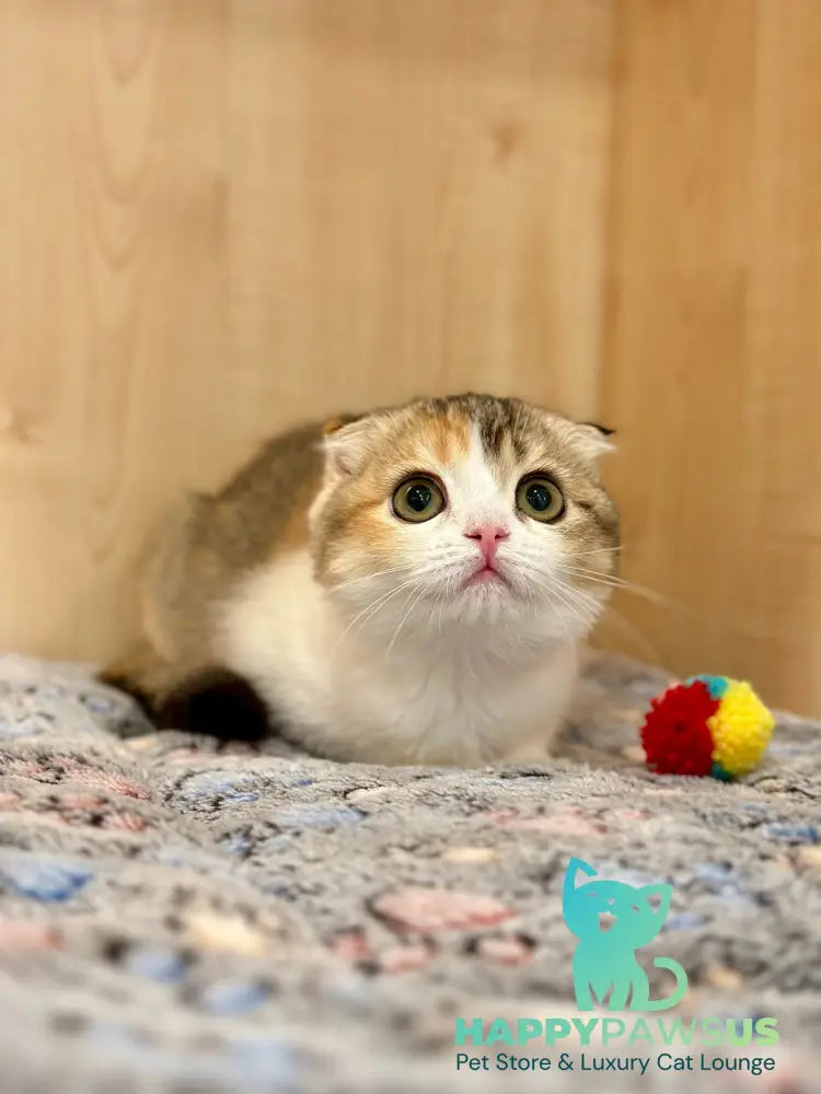 Regina Scottish Fold female black tortie ticked tabby bicolour - live animals