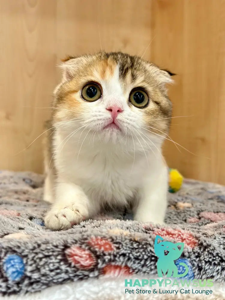Regina Scottish Fold female black tortie ticked tabby bicolour - live animals