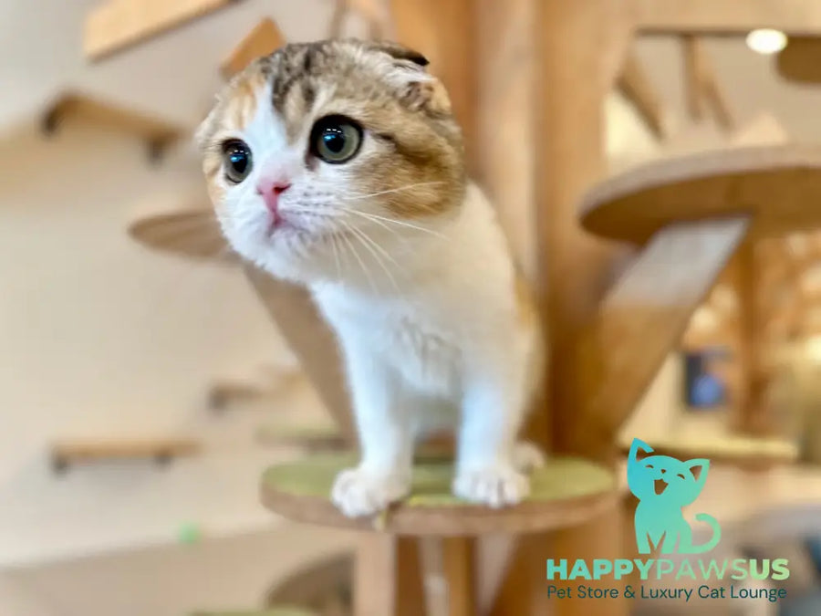 Regina Scottish Fold female black tortie ticked tabby bicolour - live animals