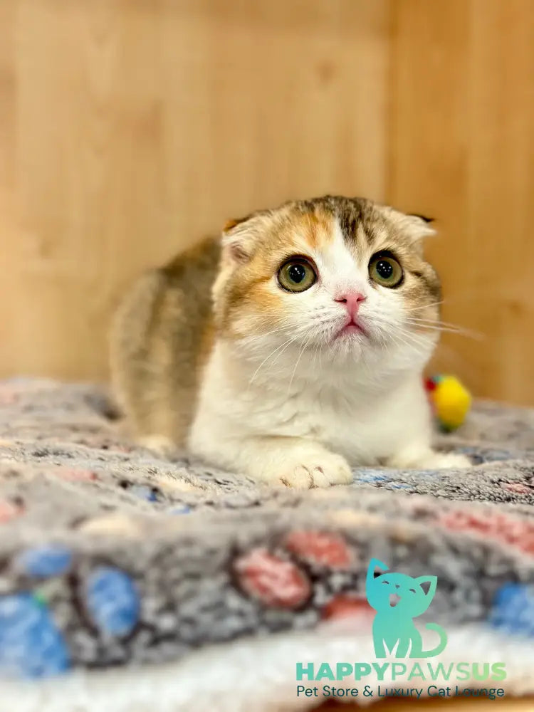 Regina Scottish Fold female black tortie ticked tabby bicolour - live animals