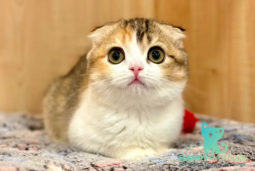 Regina Scottish Fold female black tortie ticked tabby bicolour - live animals