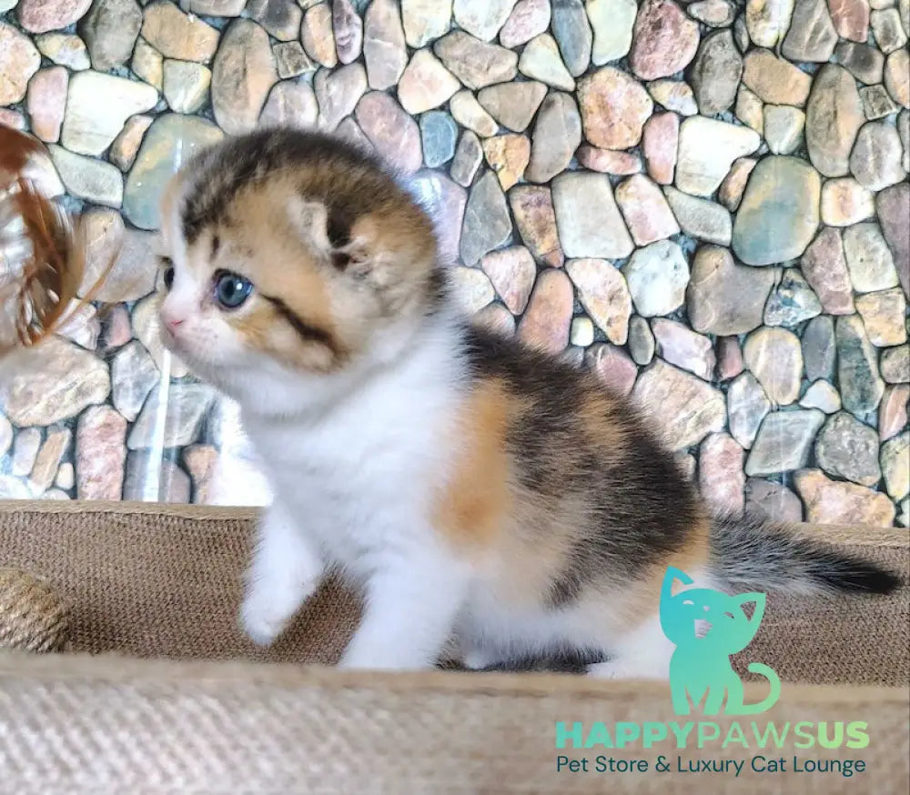 Regina Scottish Fold female black tortie ticked tabby bicolour - live animals