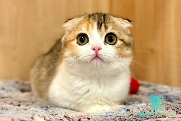 Regina Scottish Fold female black tortie ticked tabby bicolour - live animals
