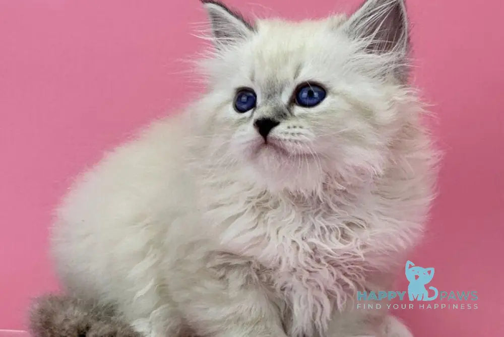 Regina Siberian female blue tabby pointed with white live animals