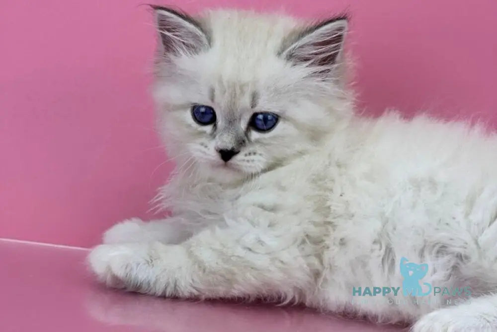 Regina Siberian female blue tabby pointed with white live animals