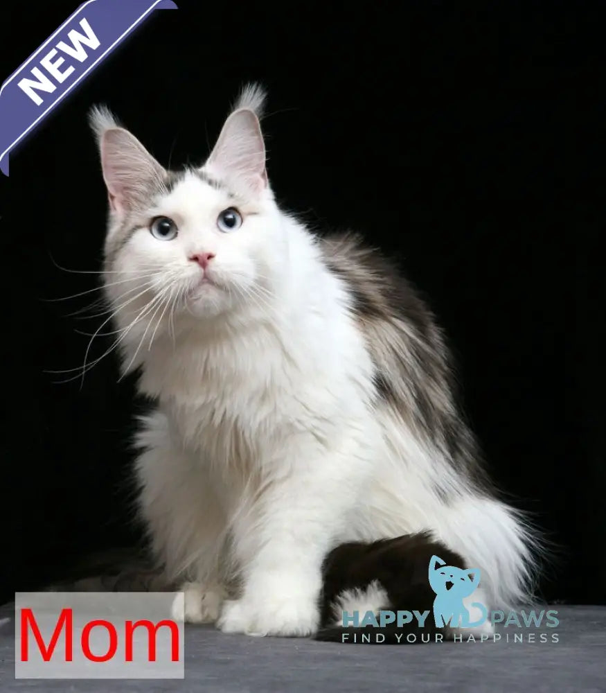 Reginald Maine Coon male black bicolour tabby live animals