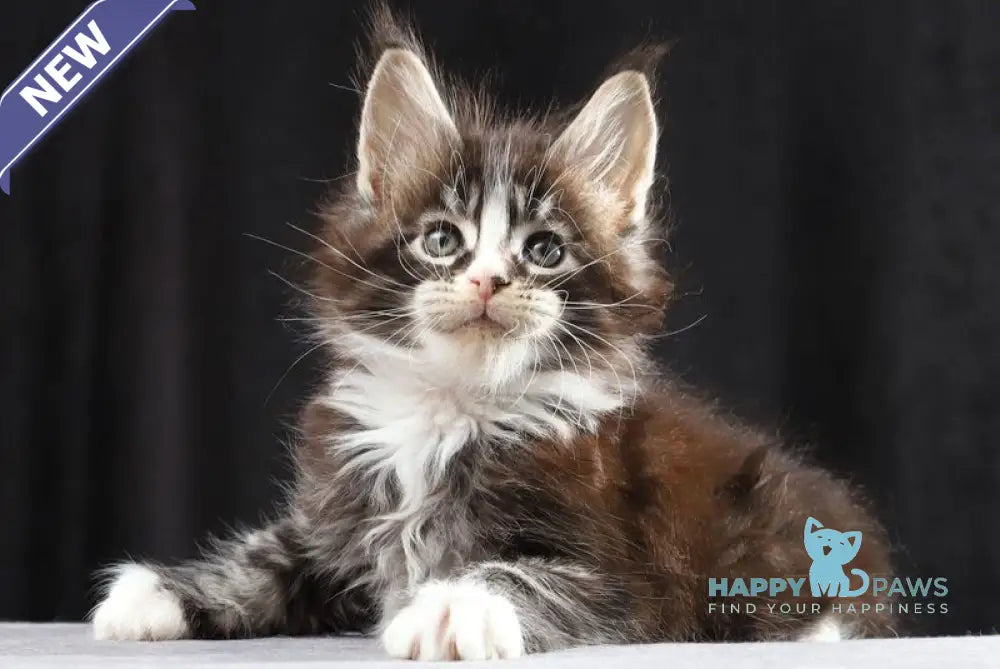 Reginald Maine Coon male black bicolour tabby live animals