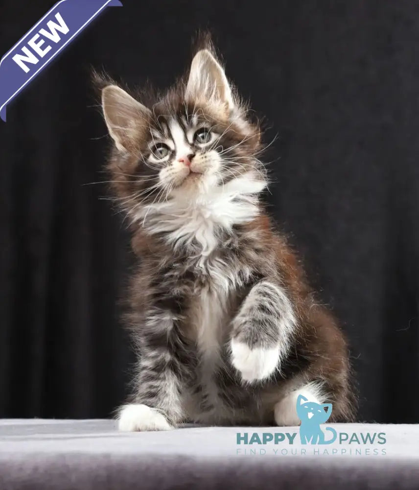 Reginald Maine Coon male black bicolour tabby live animals