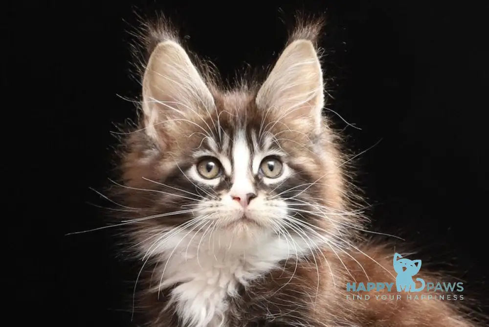 Reginald Maine Coon male black bicolour tabby live animals