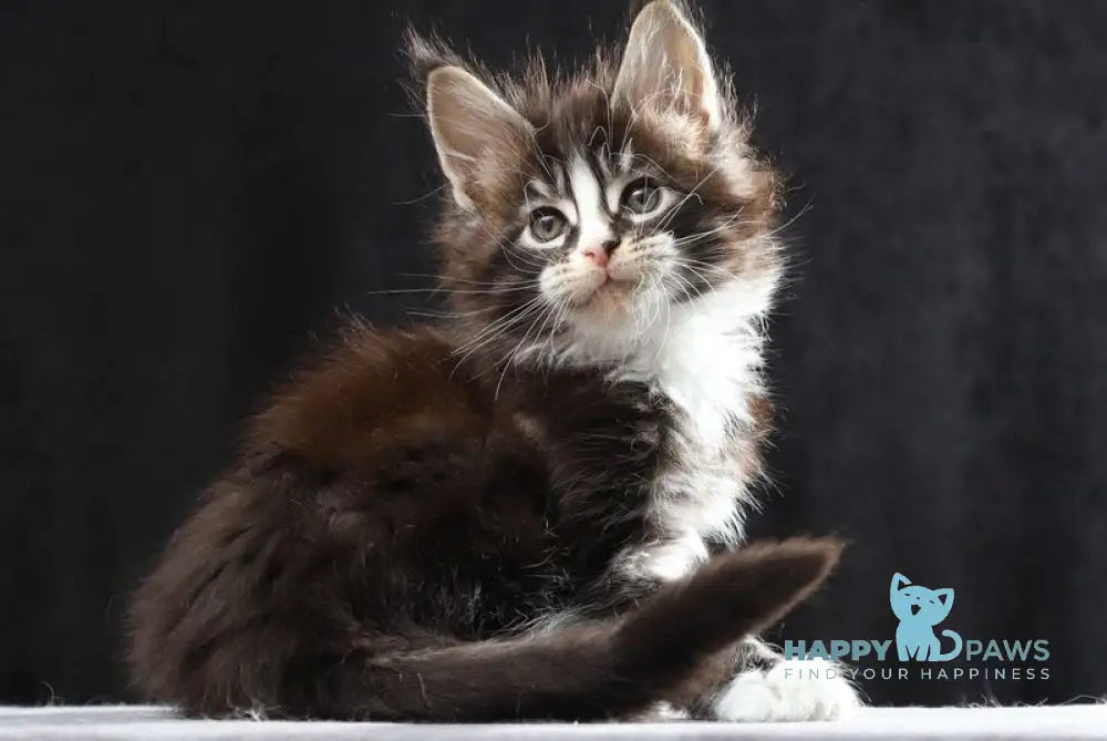 Reginald Maine Coon male black bicolour tabby live animals