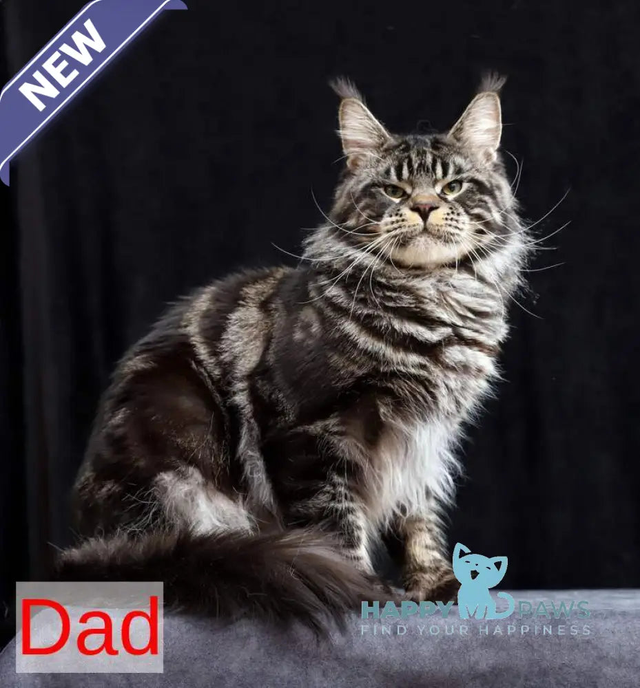 Reginald Maine Coon male black bicolour tabby live animals