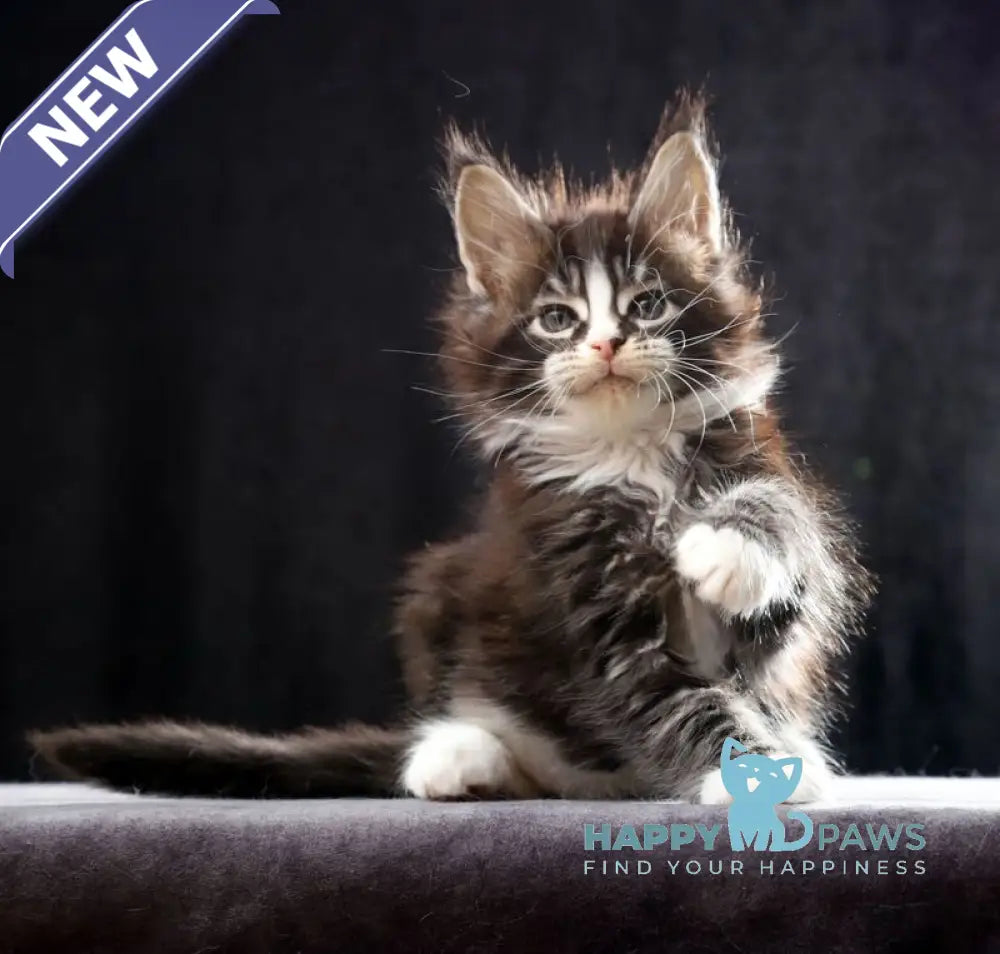 Reginald Maine Coon male black bicolour tabby live animals
