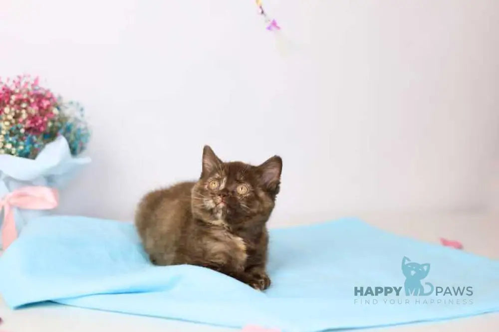 Reina British Shorthair female chocolate tortie live animals