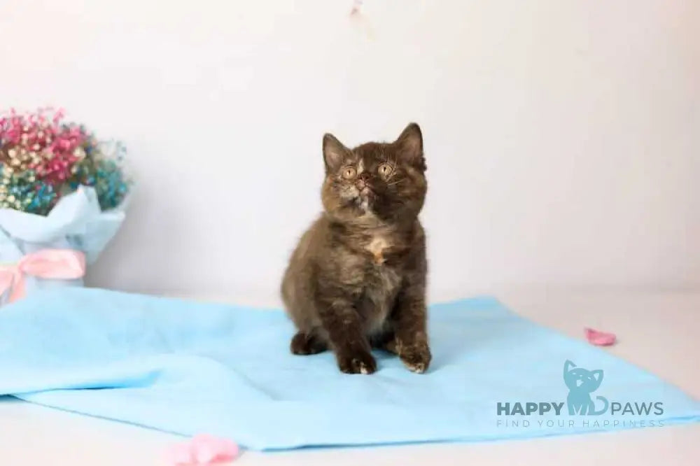 Reina British Shorthair female chocolate tortie live animals