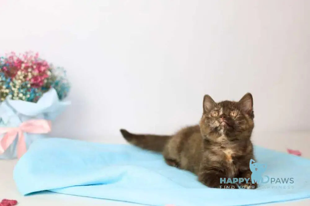 Reina British Shorthair female chocolate tortie live animals
