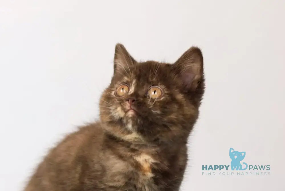 Reina British Shorthair female chocolate tortie live animals