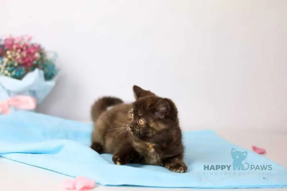 Reina British Shorthair female chocolate tortie live animals