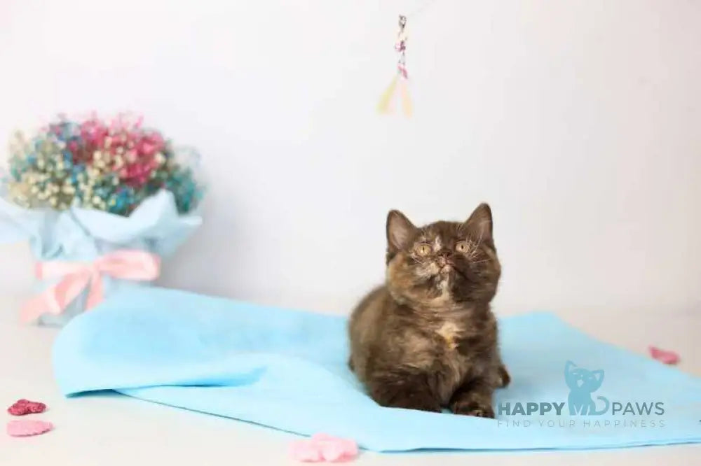 Reina British Shorthair female chocolate tortie live animals