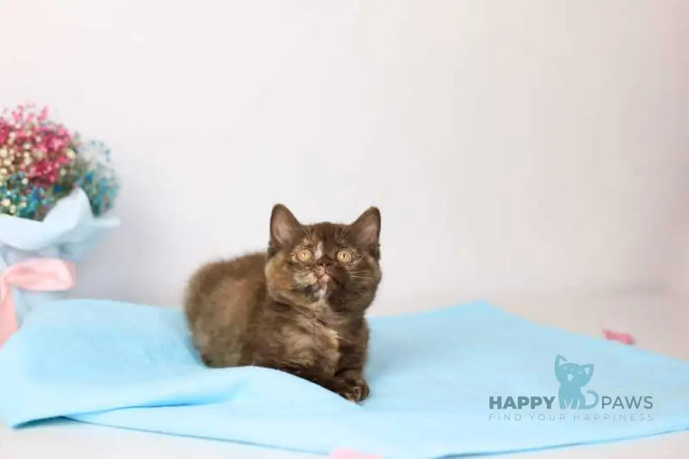 Reina British Shorthair female chocolate tortie live animals