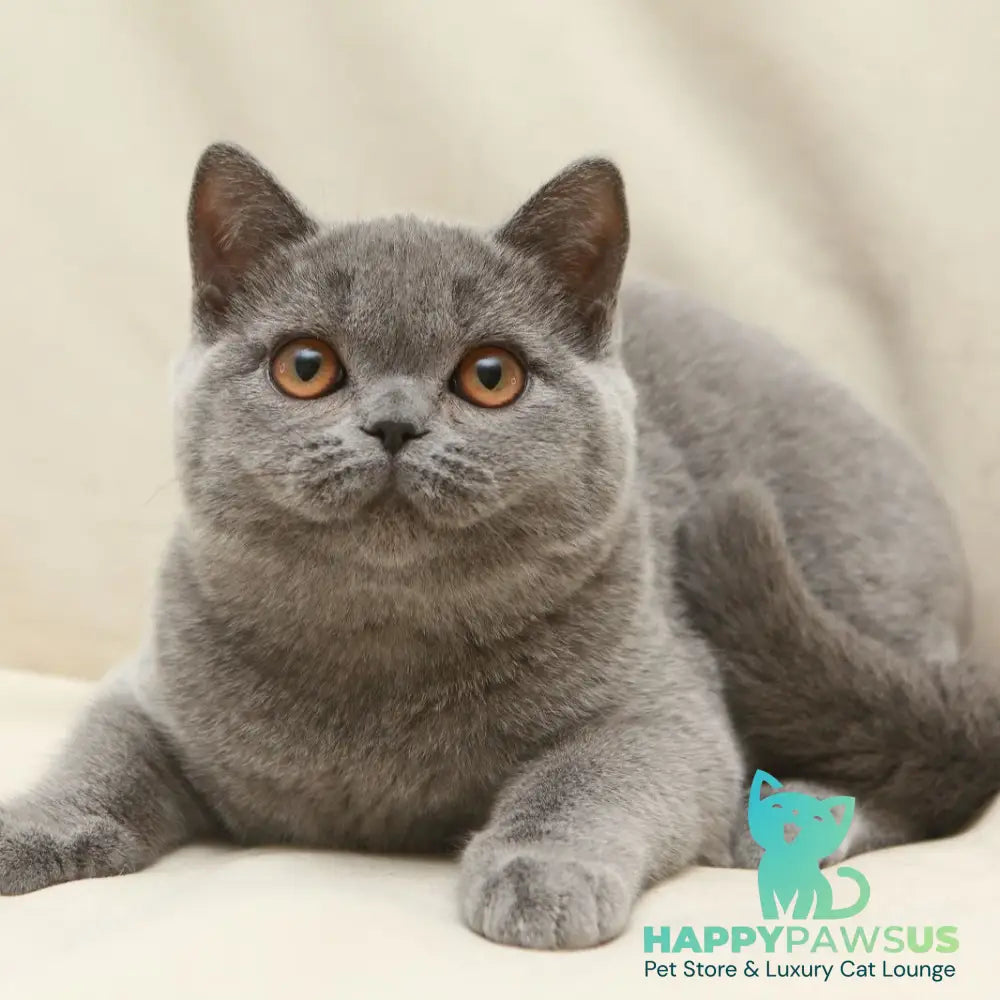 Reine British Shorthair female blue - live animals