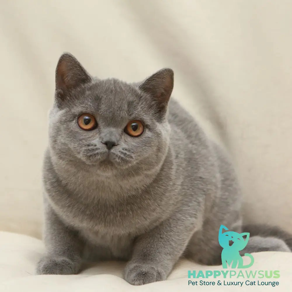 Reine British Shorthair female blue - live animals