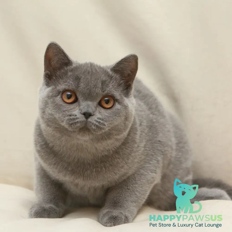 Reine British Shorthair female blue - live animals