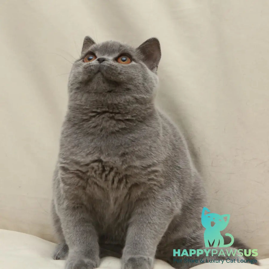 Reine British Shorthair female blue - live animals
