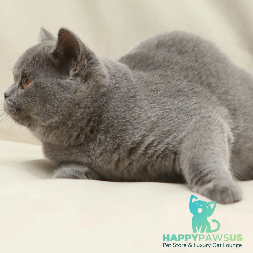 Reine British Shorthair female blue - live animals