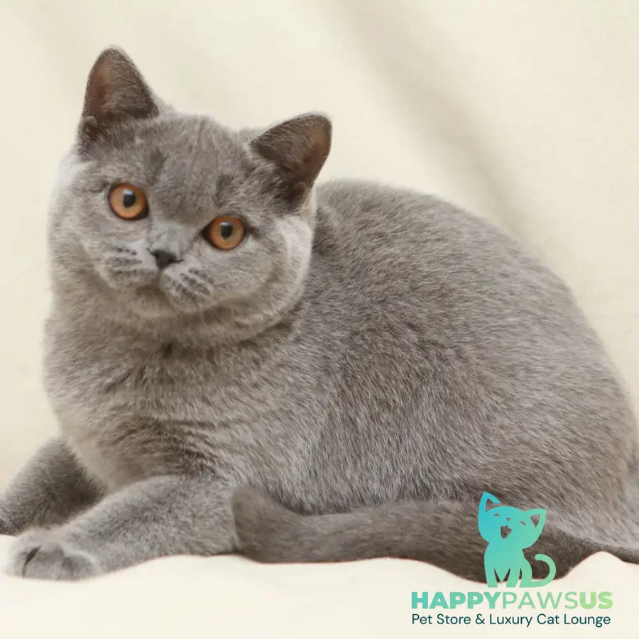 Reine British Shorthair female blue - live animals