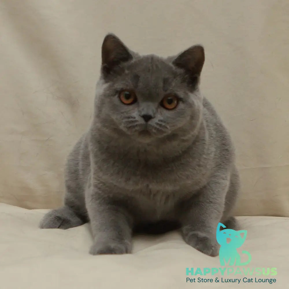 Reine British Shorthair female blue - live animals