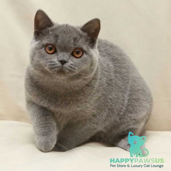 Reine British Shorthair female blue - live animals