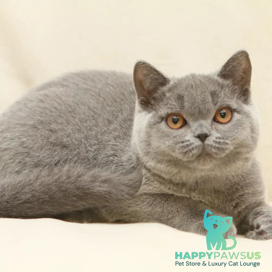Reine British Shorthair female blue - live animals
